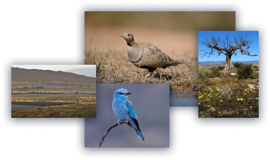 Composión de fotos de las especies y el campo de Tabernas